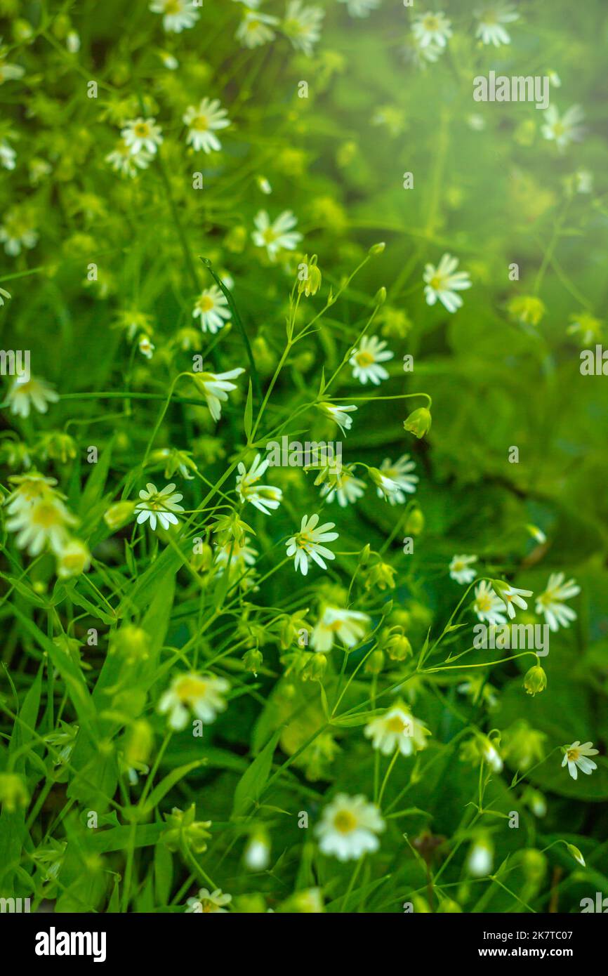 Canary grass Stellaria holostea L. blooms on a lawn Stock Photo