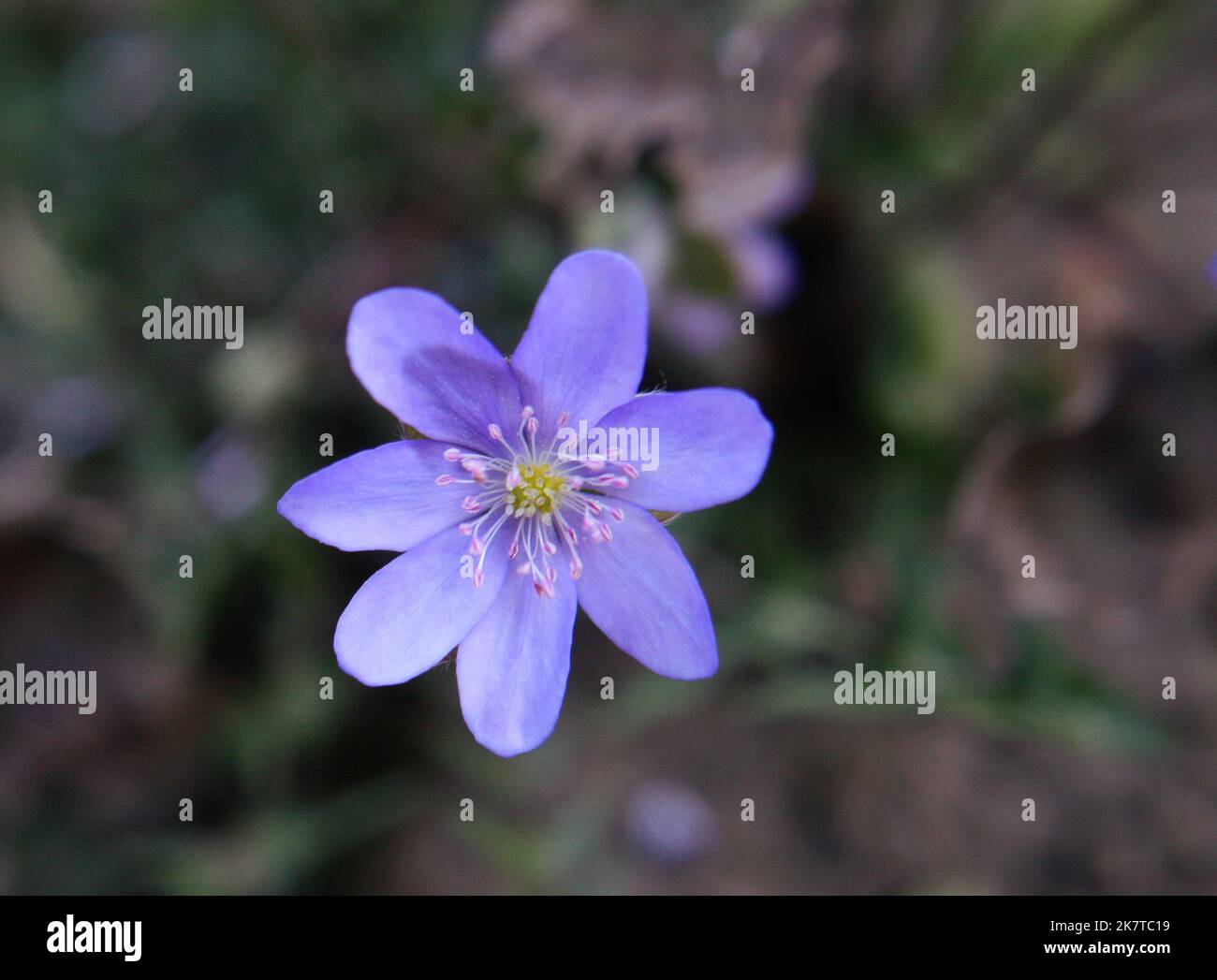 Blue-lilac liverleaf (Hepatica nobilis) flower close up Stock Photo