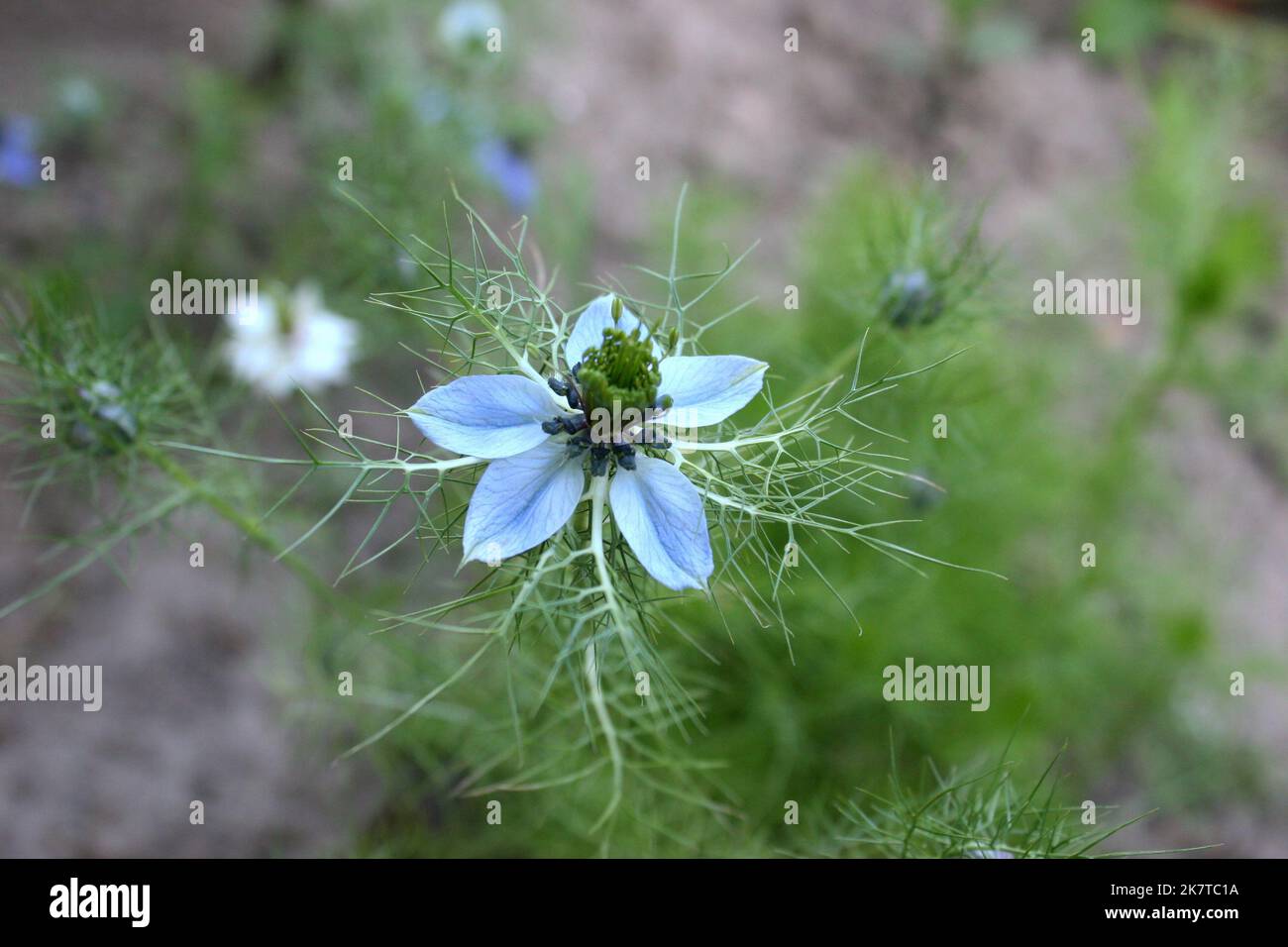 Bright blue flower of black caraway or black cumin or nigella or kalonji (Nigella sativa) close up Stock Photo