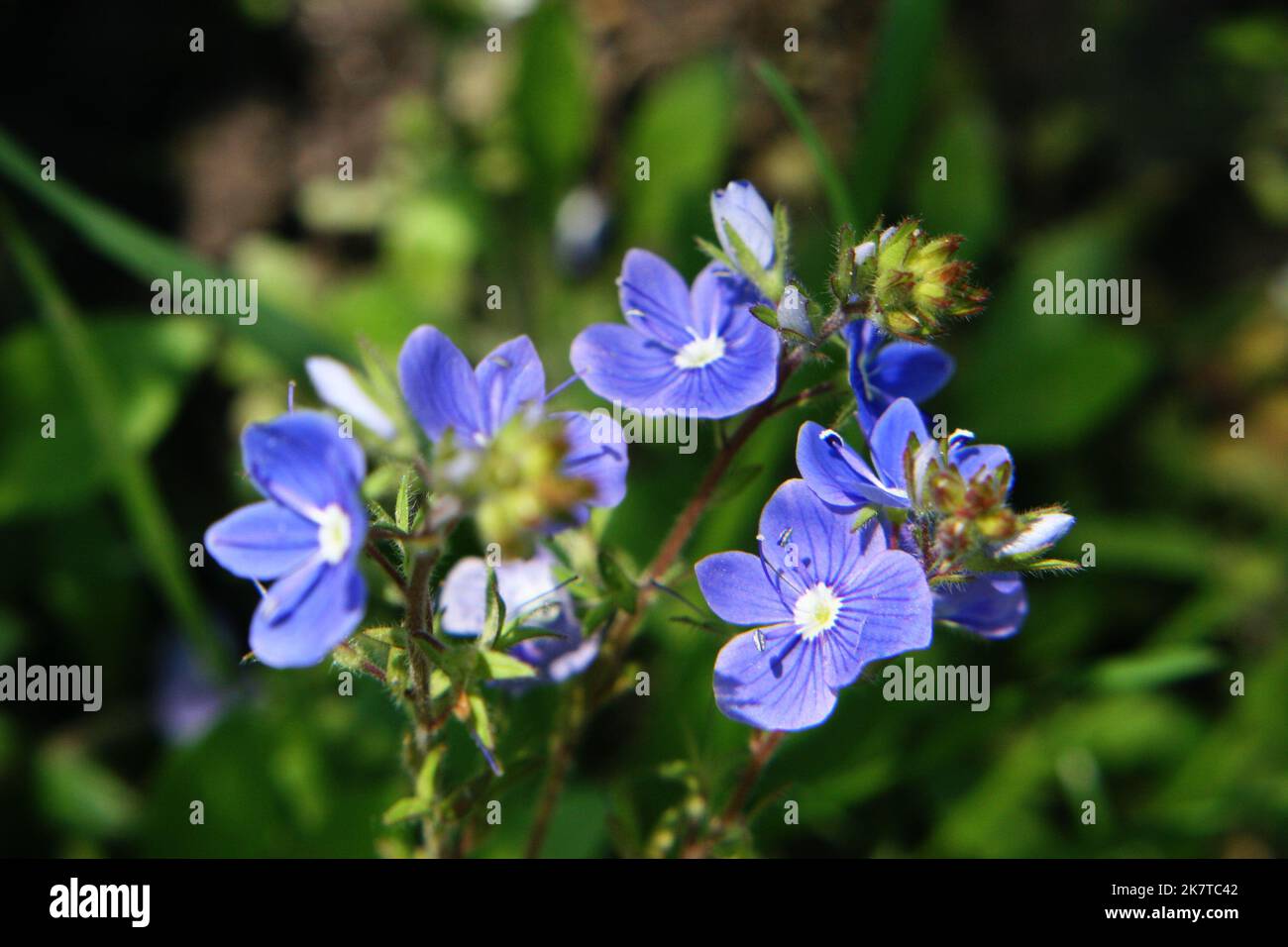Bright blue wall speedwell or corn speedwell or common speedwell or rock speedwell (Veronica arvensis) flowers close up Stock Photo