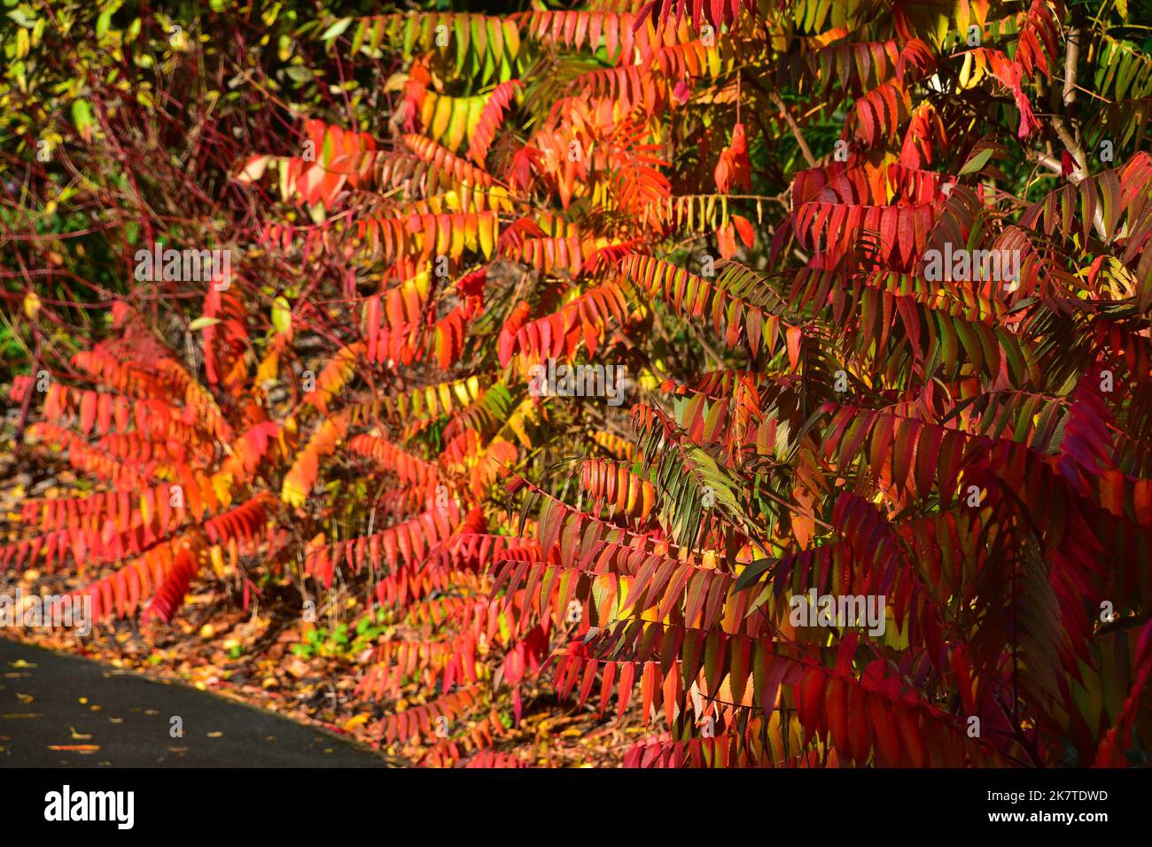 Vibrant red sumac tree hi-res stock photography and images - Alamy