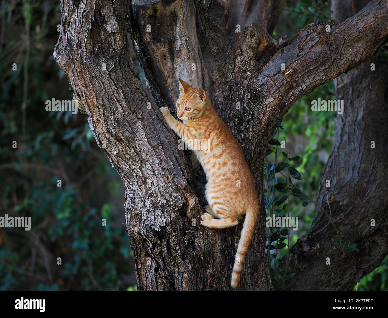 A beautiful red kitten is hiding on a tree. Blurred background. Stock Photo