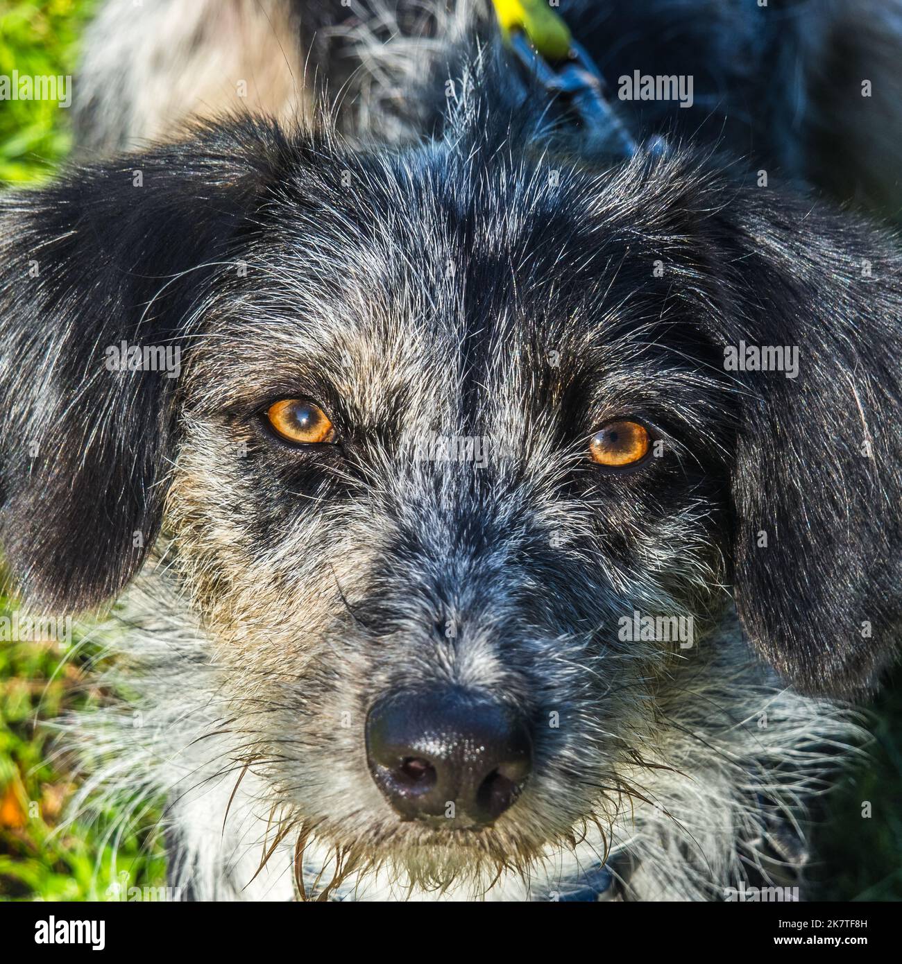 Border collie sales wirehaired terrier mix