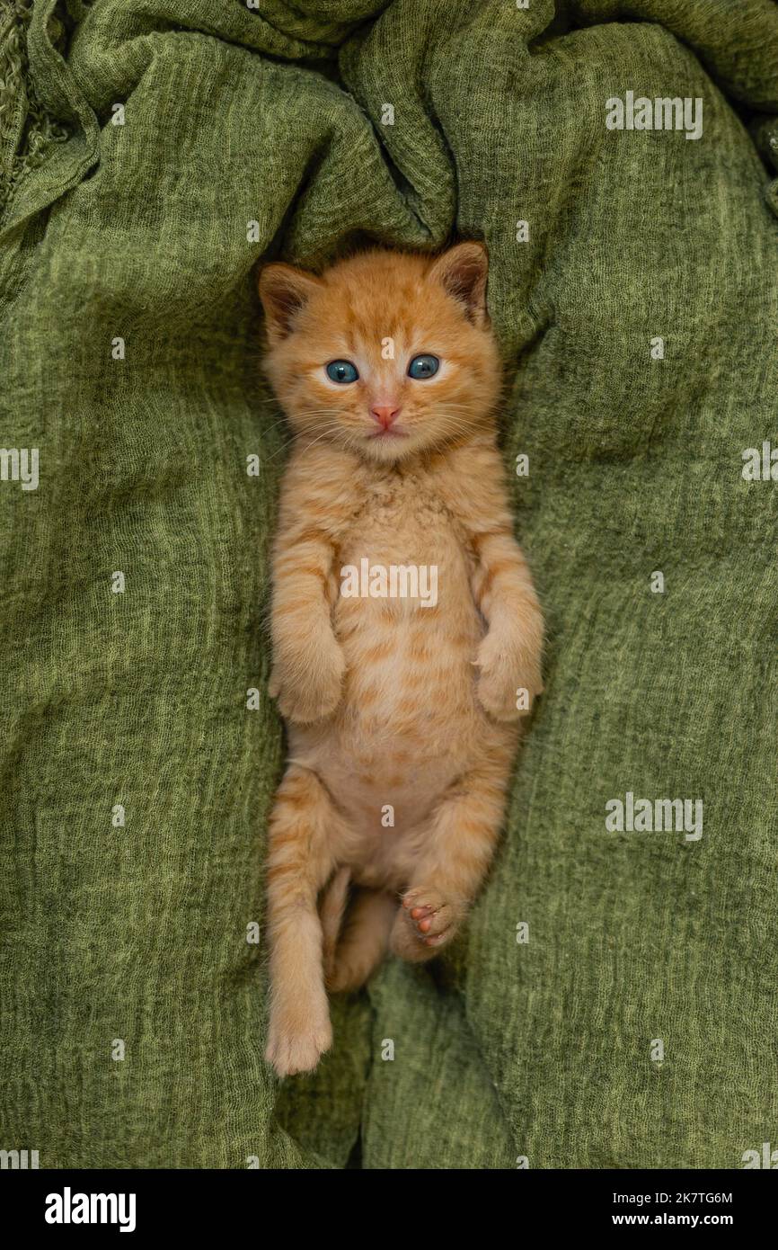 Small red kitten on green blanket. Stock Photo