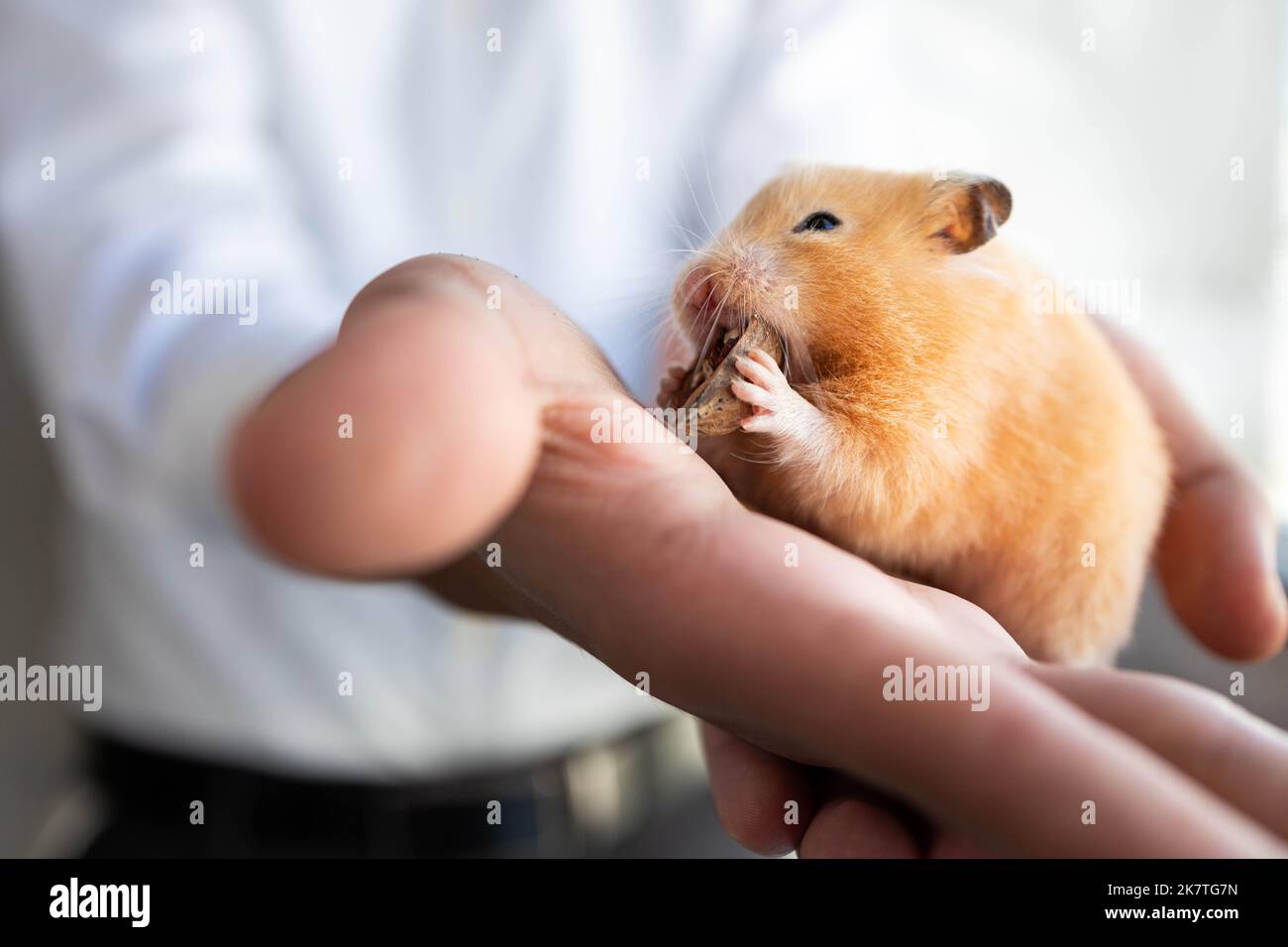 Pretty hamster hires stock photography and images Alamy