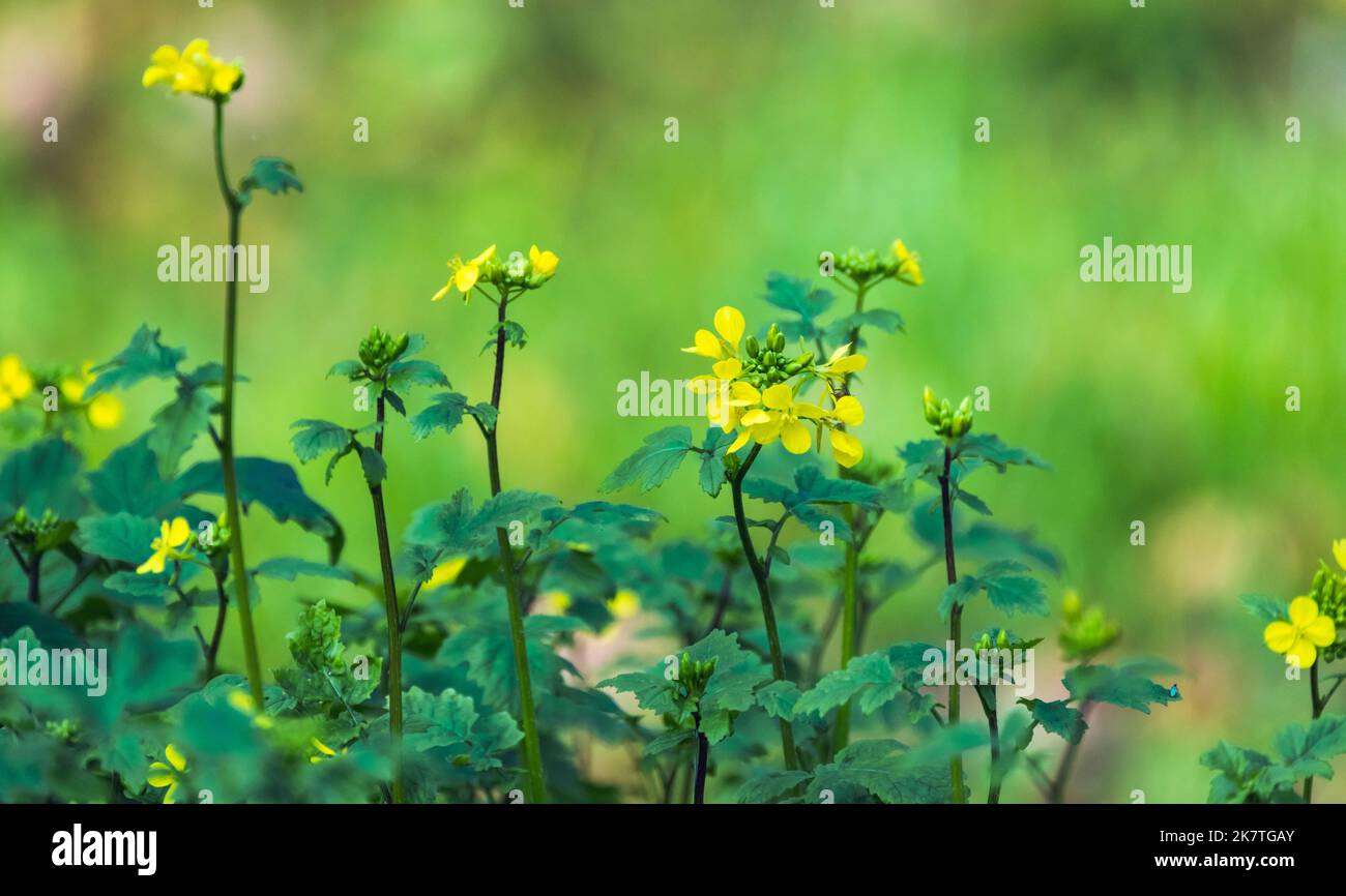 Yellow flowers of mustard plant, close up photo with selective soft focus Stock Photo