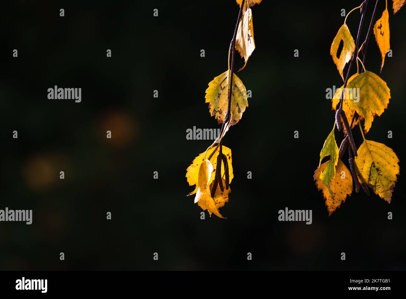 Close up of leaves of birch tree hi-res stock photography and images ...
