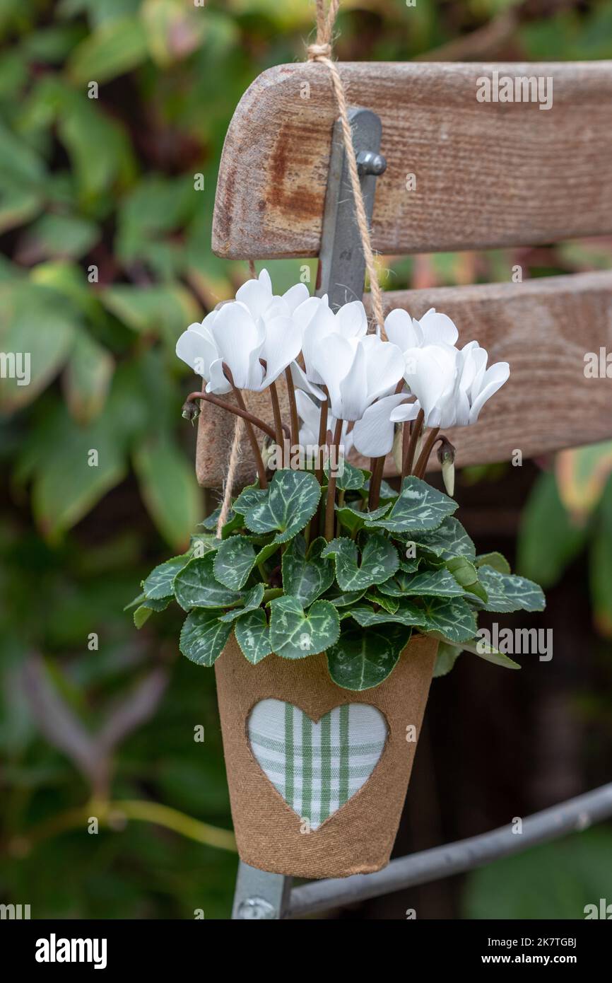 white cyclamen flower in peat pot  hanging on garden chair Stock Photo