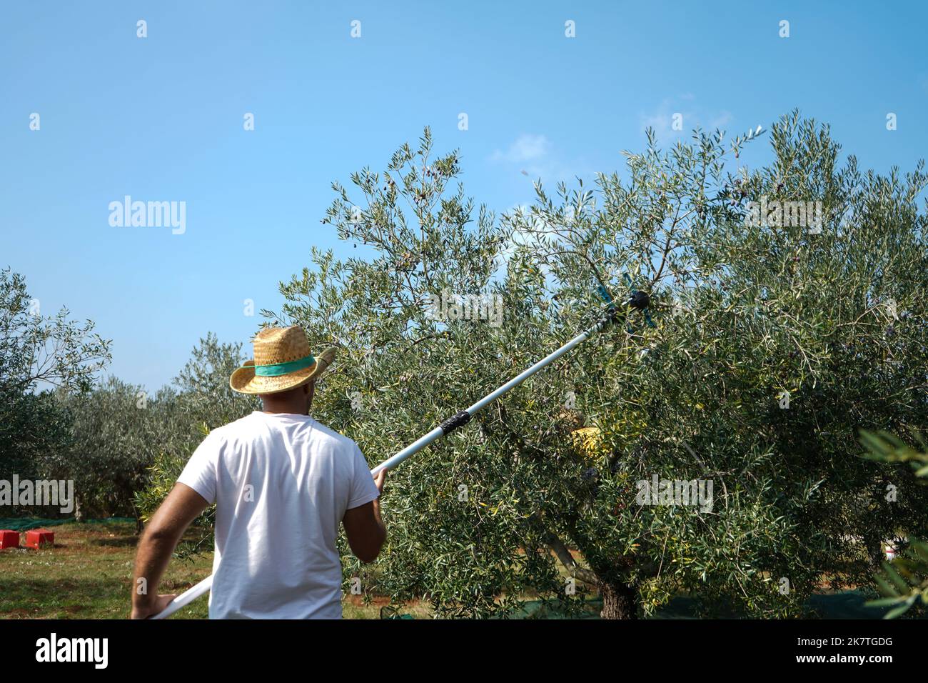 Olive harvest season: farmer harvesting olives with picking machine (olive shaker) in olive grove for olive oil production on sunny day Stock Photo