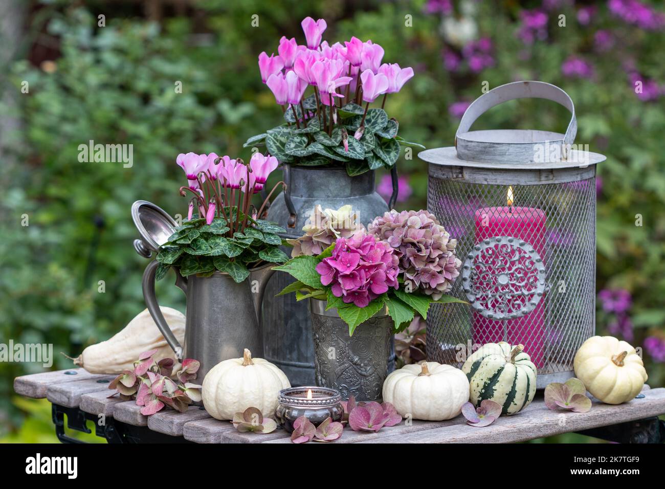 vintage arrangement with bouquet of hydrangea flowers, cyclamen flowers, pumpkins and lantern Stock Photo