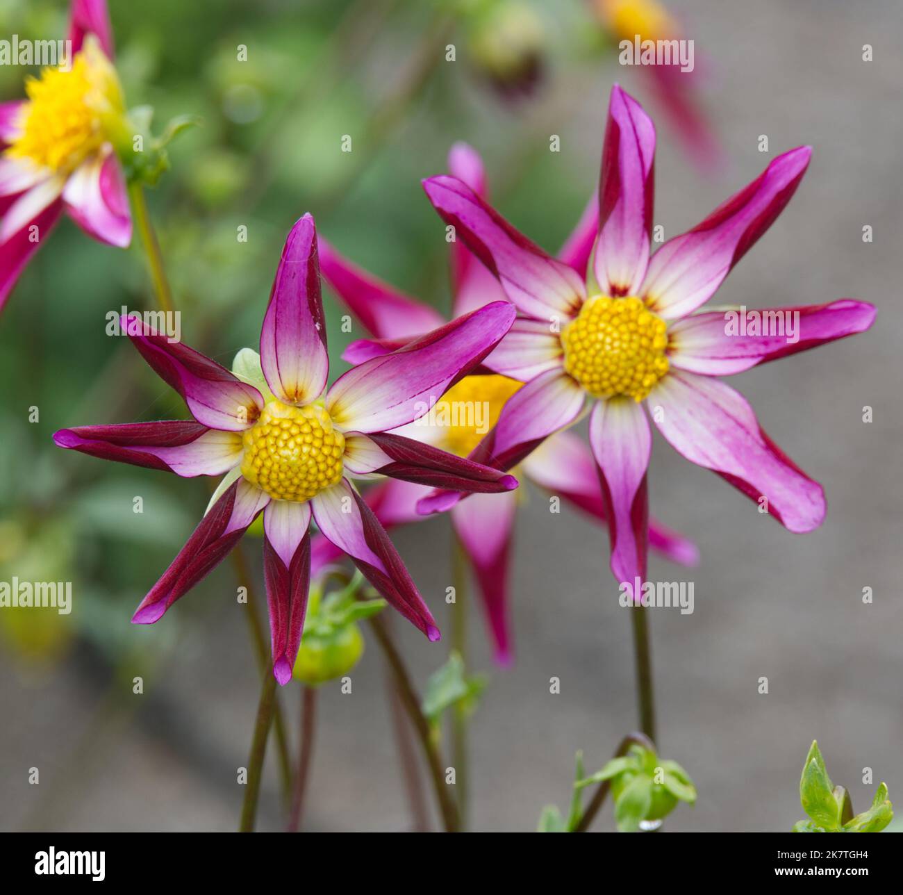 Summer blooms of purple flowered tuberous plant Dahlia Midnight Star UK July Stock Photo