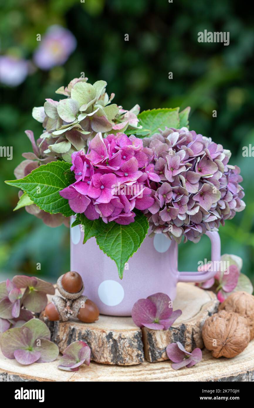 Purple and pink hydrangea hi-res stock photography and images - Alamy