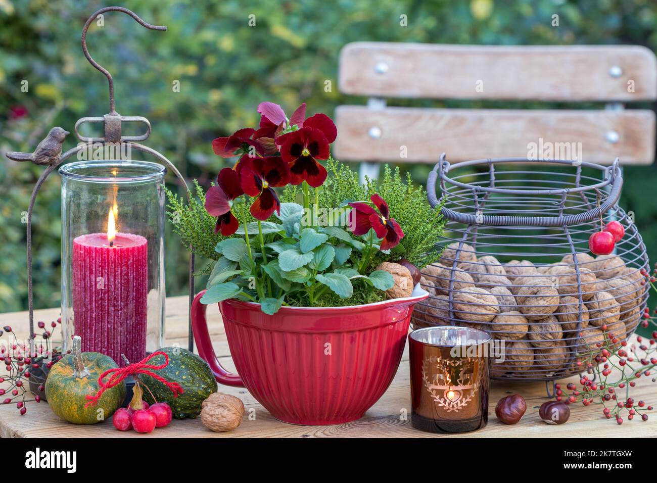 autumn arrangement with red viola flower in porcelain pot, walnuts in