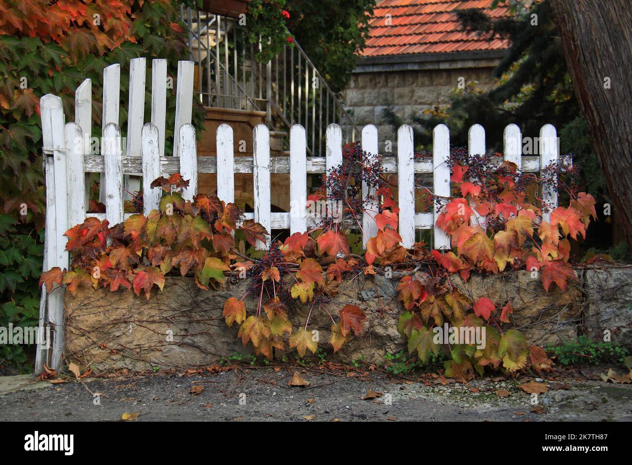 An old picket fence with autumnal leaves. Stock Photo