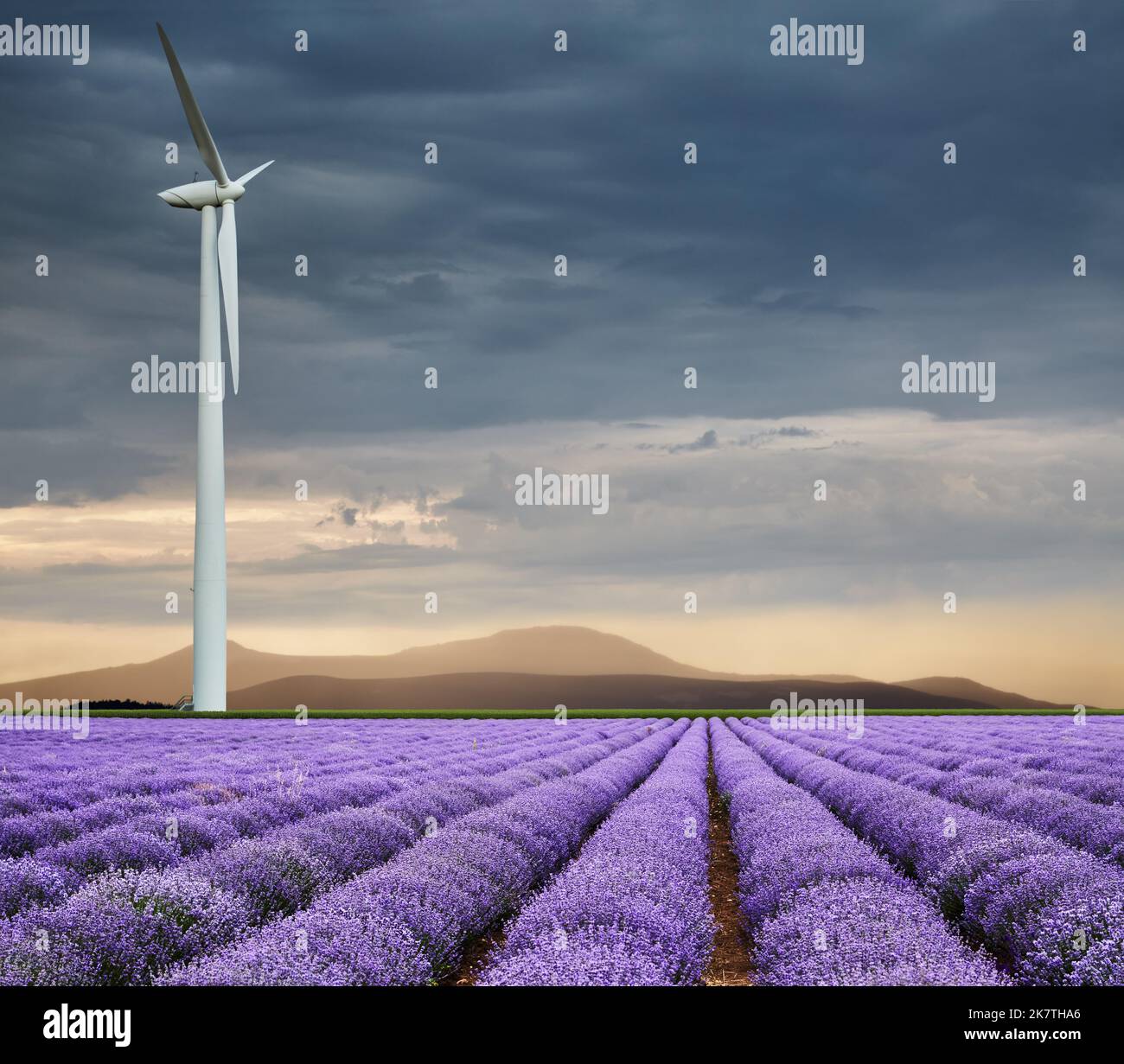Beautiful blooming lavender field and wind turbine against cloudy sky at sunset Stock Photo