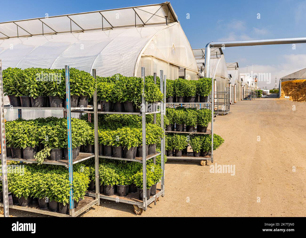 Racks of potted chrysanthemums in greenhouse. Horticulture business Stock Photo