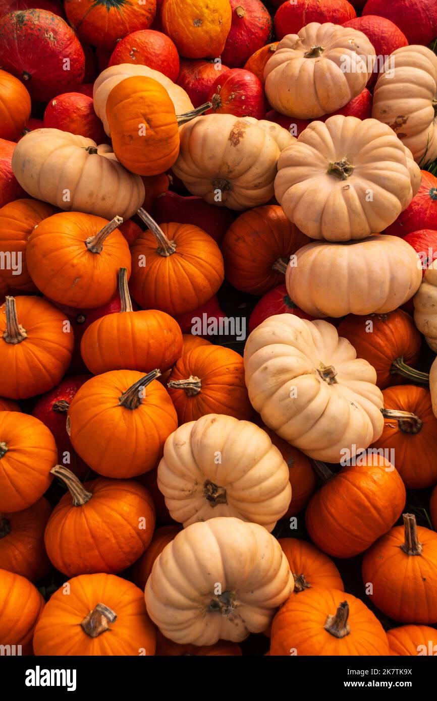 Close up assortment pumpkins hi-res stock photography and images - Alamy