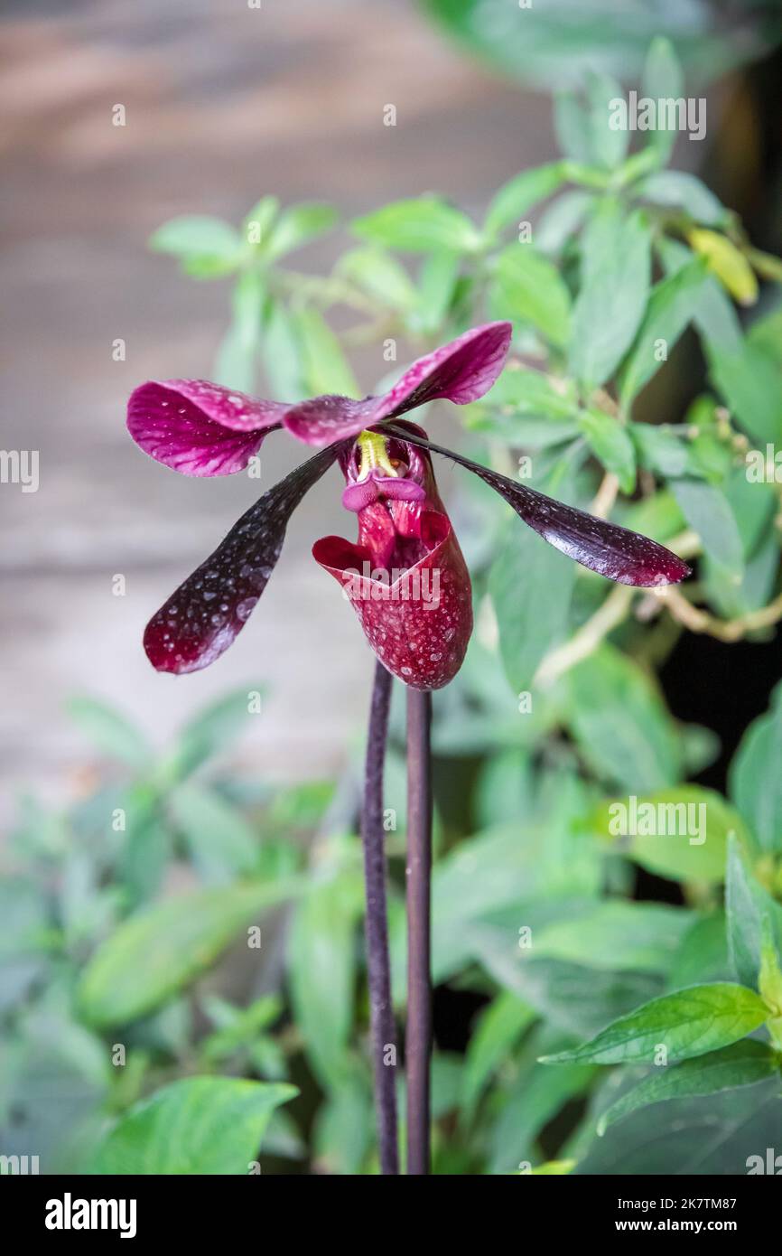 Orchid flower, Hybrid American Paphiopedilum. Tropical floral background Stock Photo