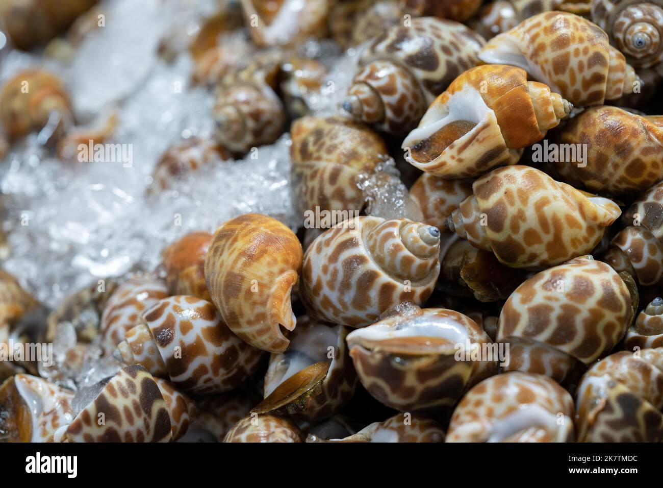 fresh River Snail on freeze ice for sales and cook in local Thai Fresh Market. Stock Photo