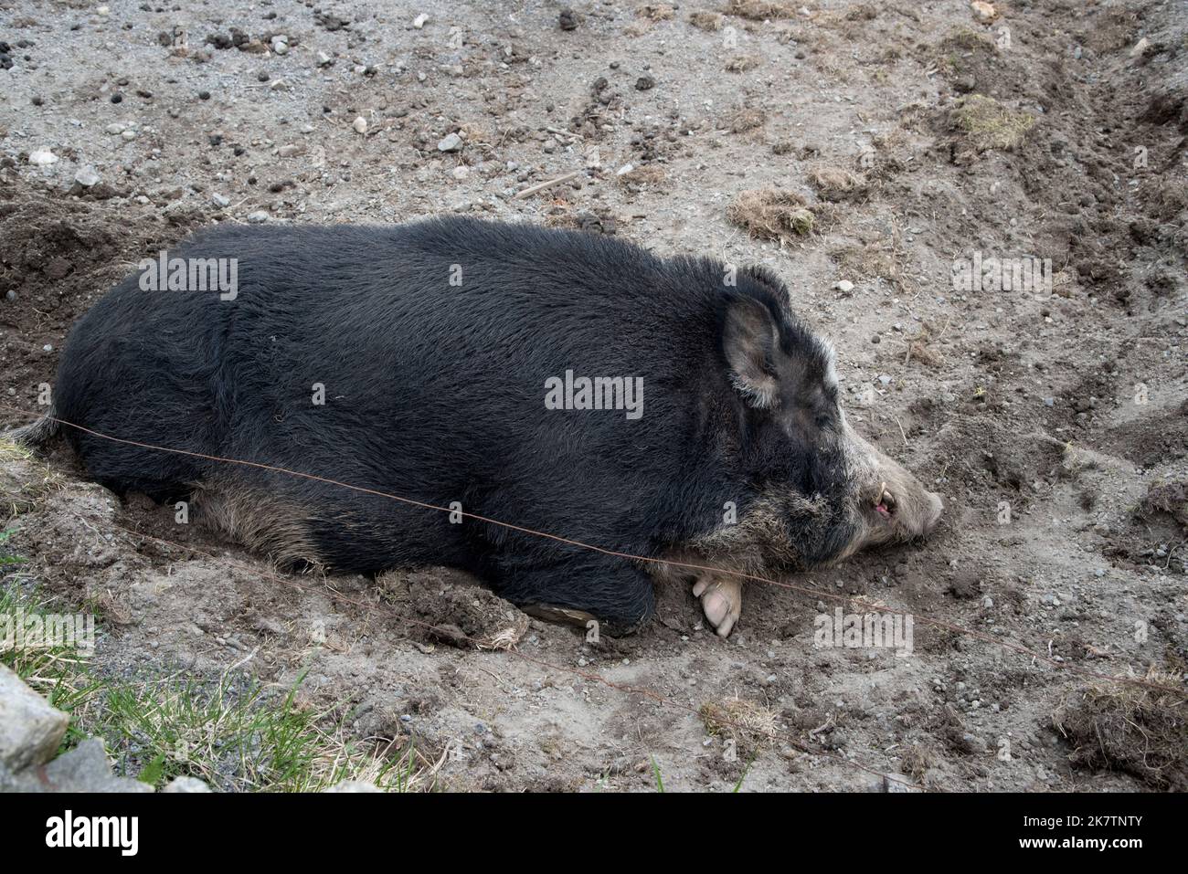 Sus scrofa domesticusl hires stock photography and images Alamy