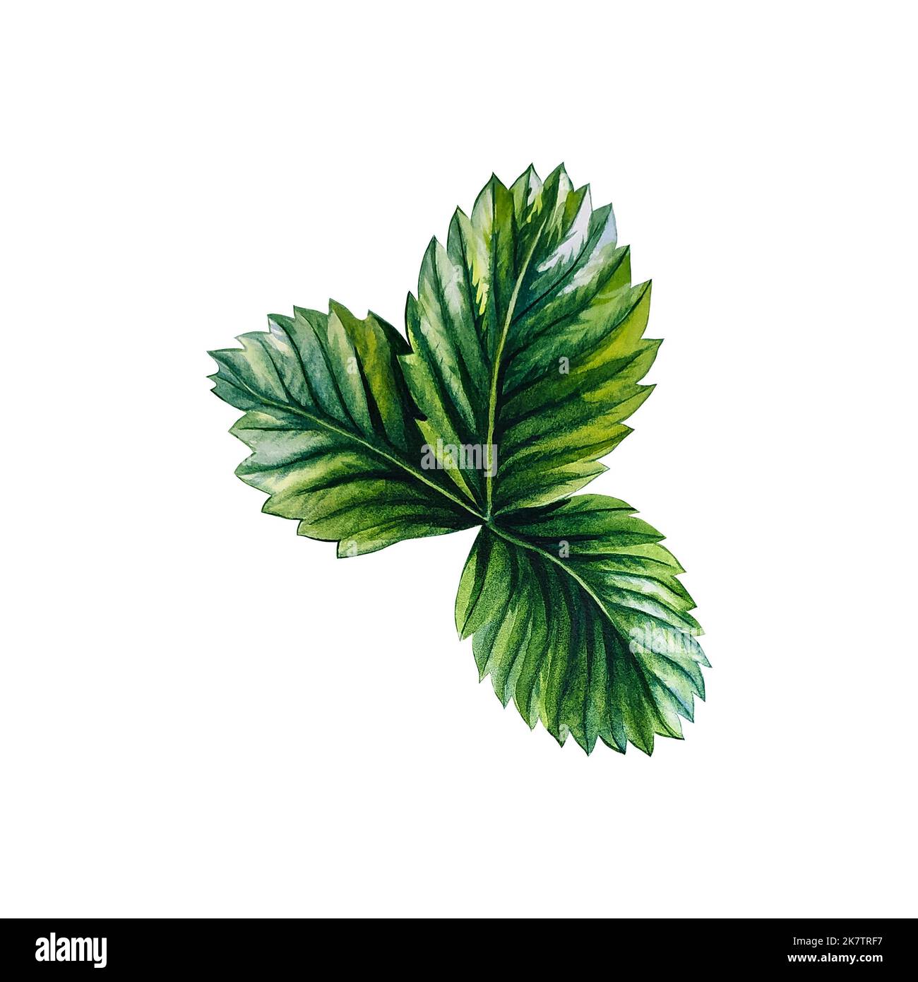 Strawberry leaves. Watercolor illustration. Isolate. For design solutions for packaging, labels and textiles. For banners, printouts and stickers. For Stock Photo