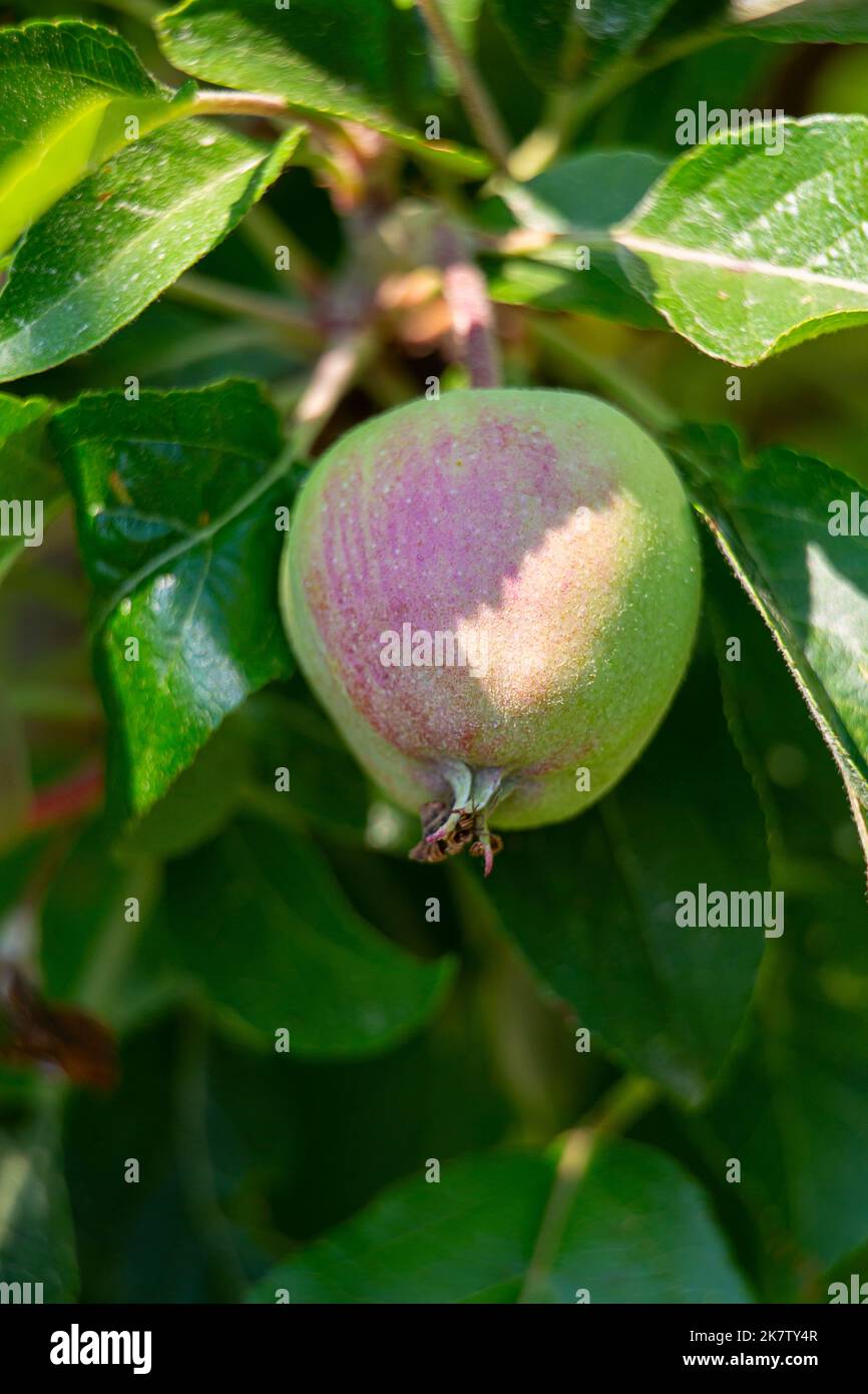 an unripe apple on a tree close-up Stock Photo - Alamy