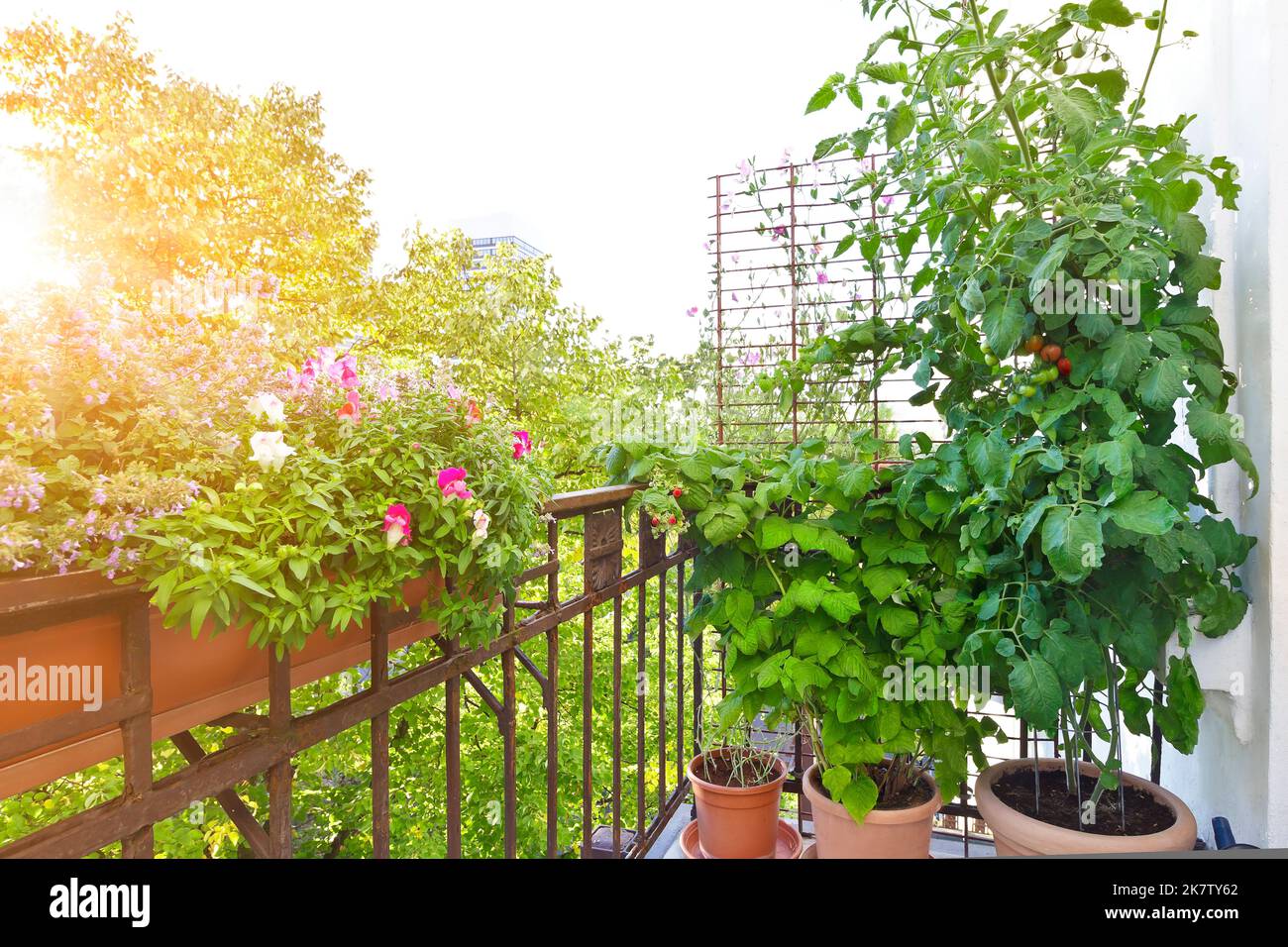 Step by step instruction for inexpensively growing tomatoes from seeds: 11. place on a warm and sunny balcony or patio during summer. Stock Photo