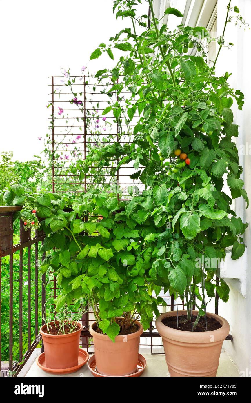 Step by step instruction for growing tomatoes on balconies or patios: 12. plants with ripe tomatoes and raspberries in big pots on a city balcony. Stock Photo