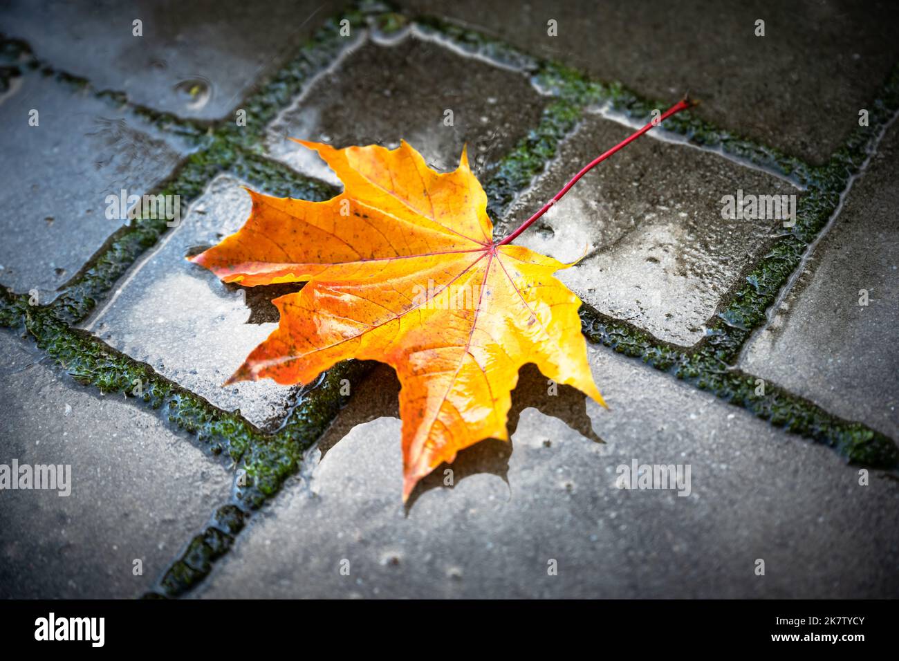 Orange autumn maple leaf over wet paving stones background with copy space. Fall season concept Stock Photo