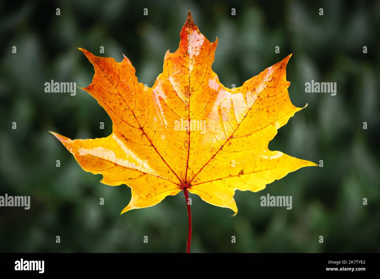 Orange autumn maple leaf close up. Fall season concept Stock Photo