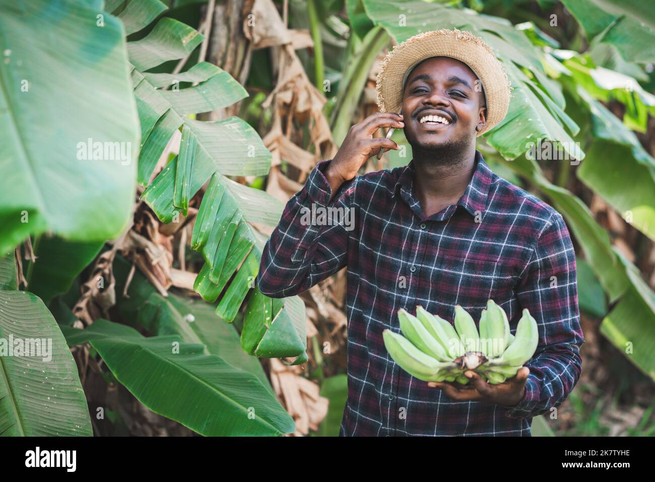 African farmer using smartphone and holding banana bunch at organic farm with smile and happy.Agriculture or cultivation concept Stock Photo