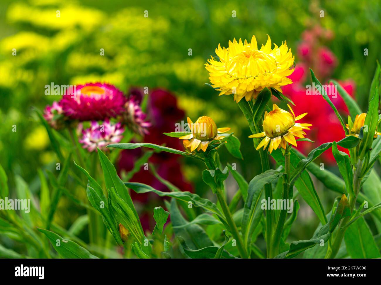 Multi-colored immortelle flowers in the garden in the flower bed. Stock Photo