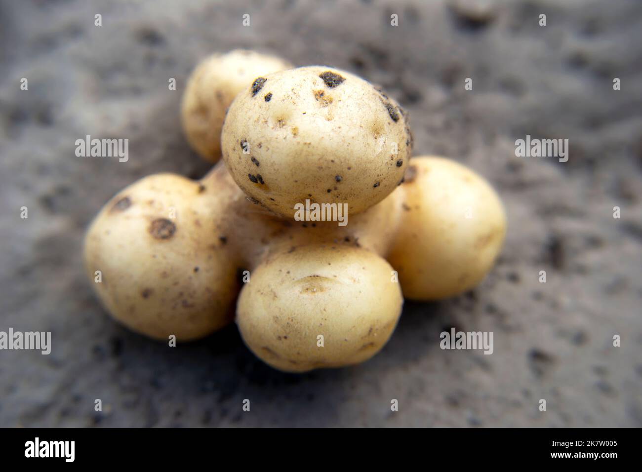 Odd looking big ugly mutant potato on grey ground. Rejected food in markets stores concept. Ugly funny potato. Low quality foods. Unusual vegetables Stock Photo