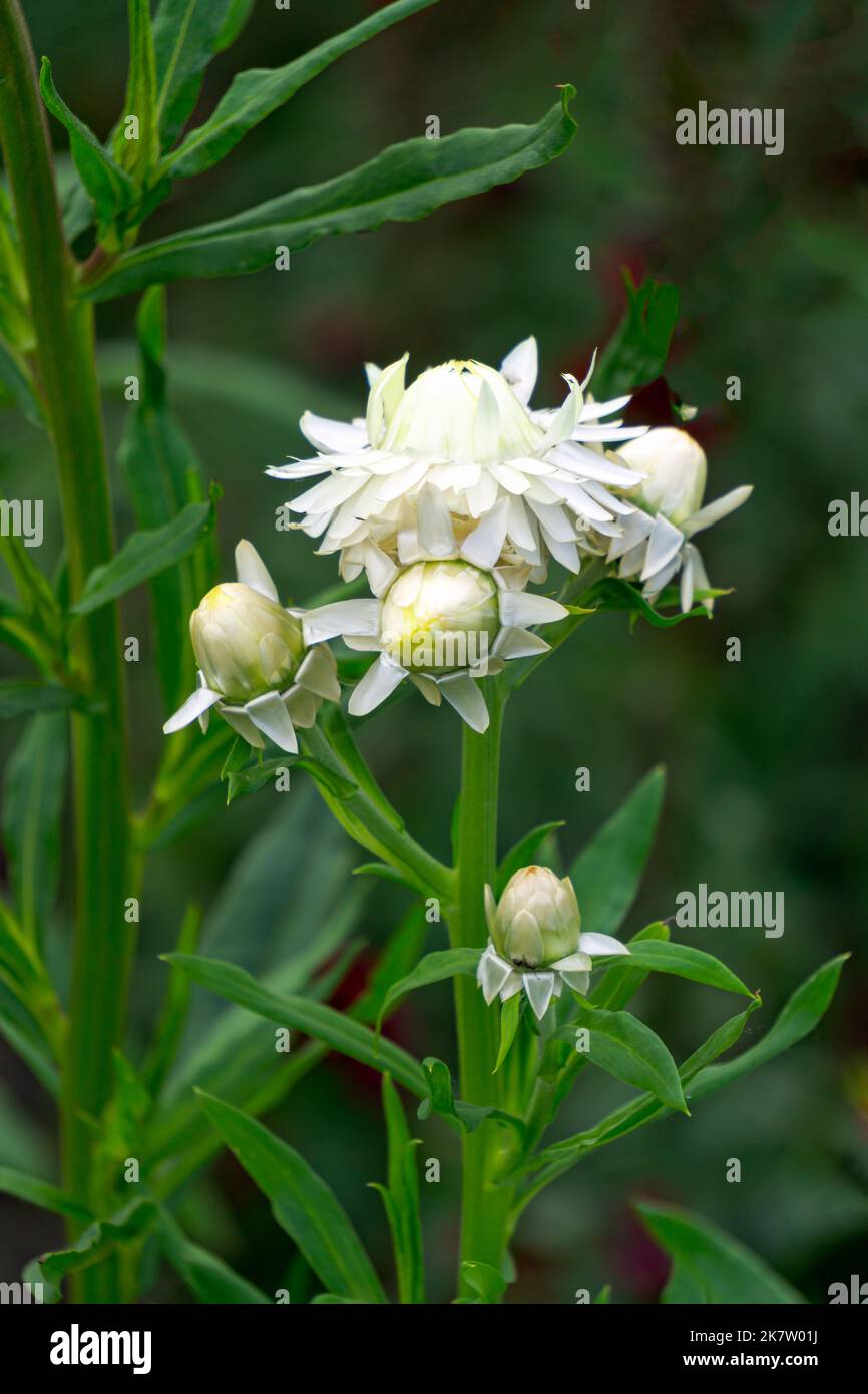 White immortelle flowers in the garden in the flower bed. Stock Photo