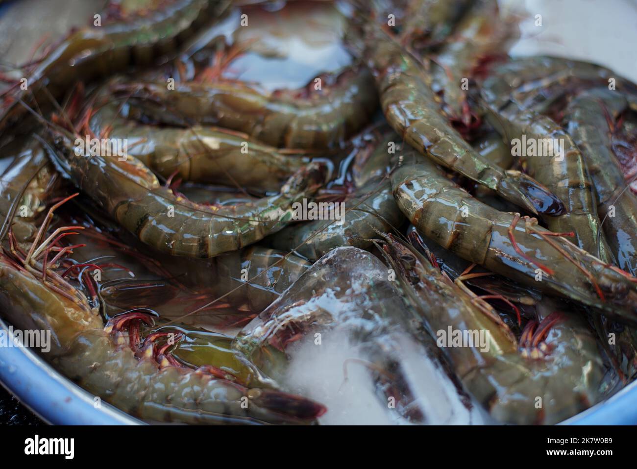 Prawn or River shrimp common for sale in Nha Trang fresh market Stock ...