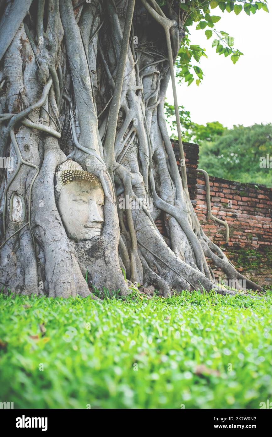 Buddha head statue under the Bodhi tree root in Wat Mahathat (Ayutthaya), Thailand Stock Photo