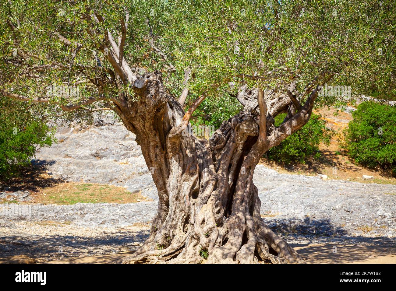Very old oilve tree (Olea europaea), Pont du Gard, in Provence, France. Stock Photo