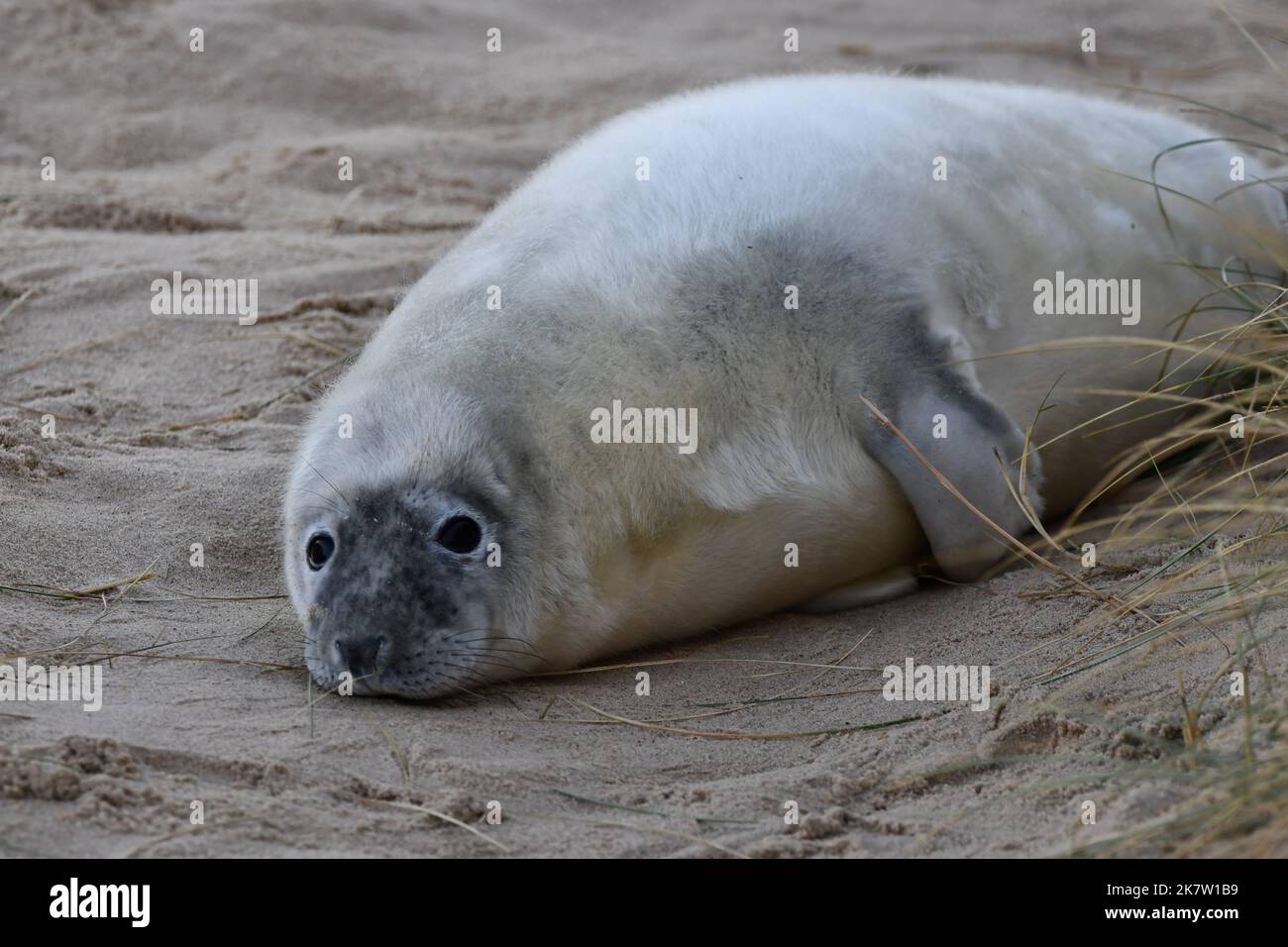 Winterton dunes seals hires stock photography and images Alamy