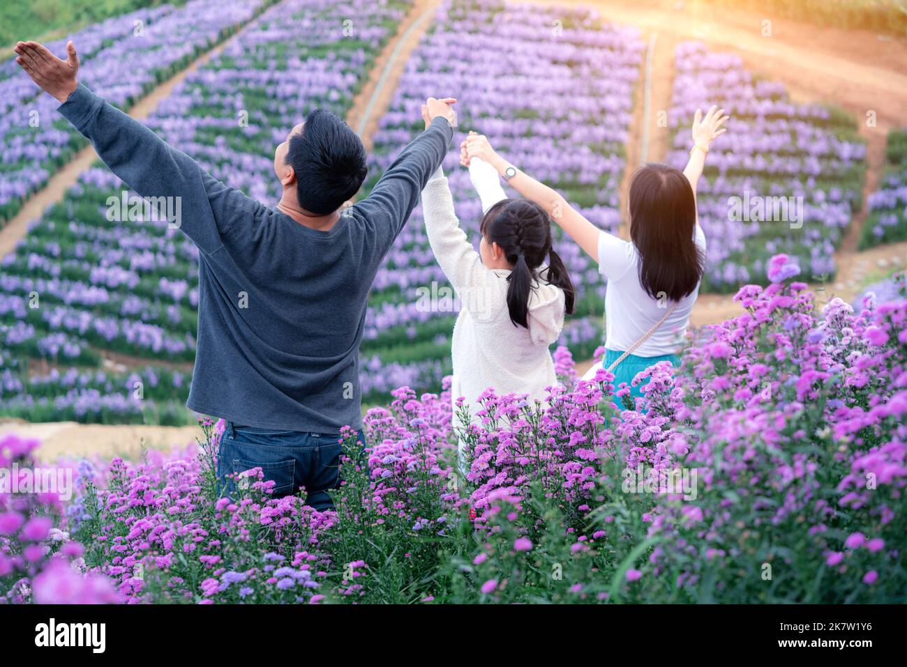 A happy family consisting of father, mother and daughter stand with their arms extended to convey freedom in a field of flowers in margaret. Stock Photo