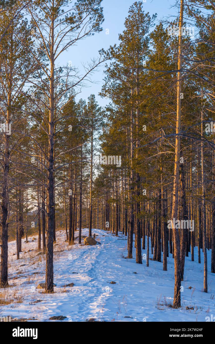 Taiga wood in the winter. Winter taiga. The Siberian wood in the winter in Russia. Stock Photo