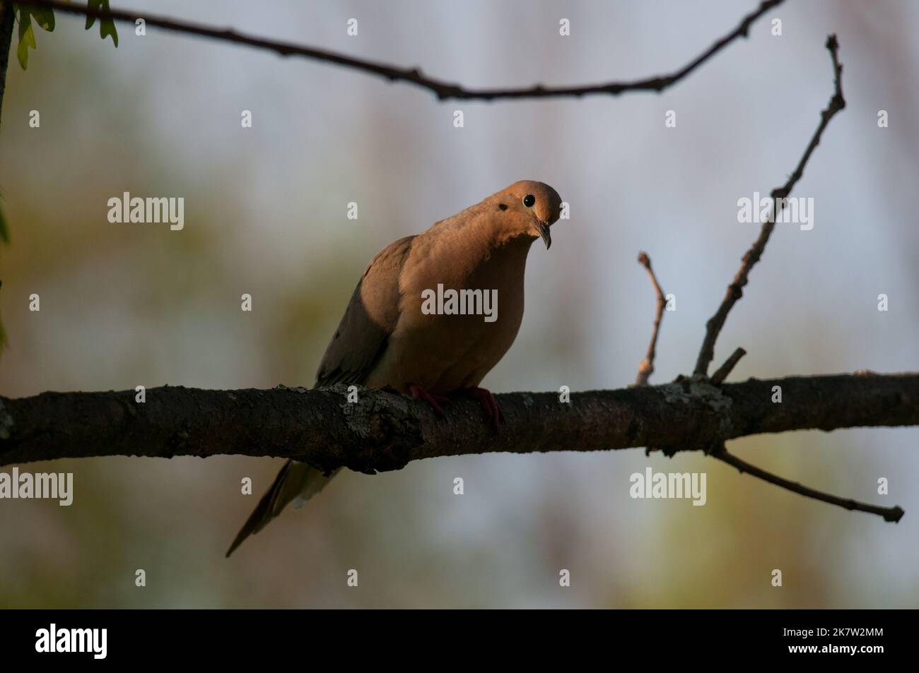 Mourning Dove in the sunlight on a branch Stock Photo