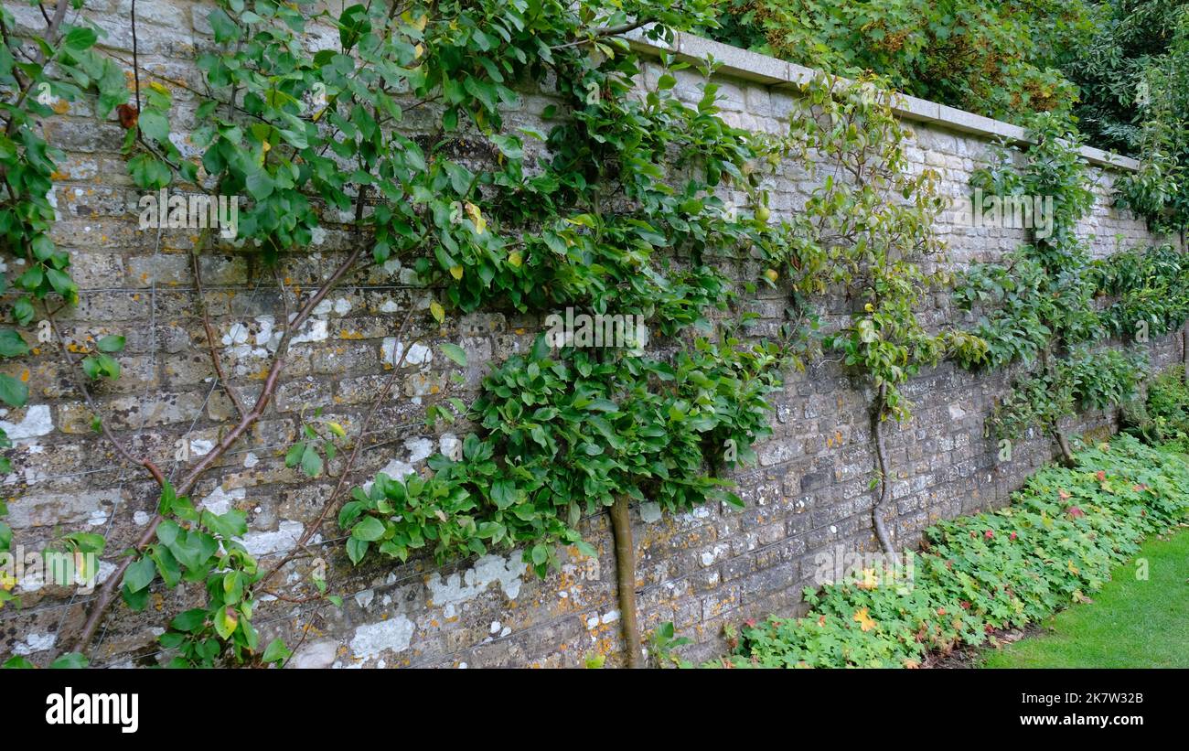Assorted fruit trees trained against a garden wall, UK - John Gollop Stock Photo