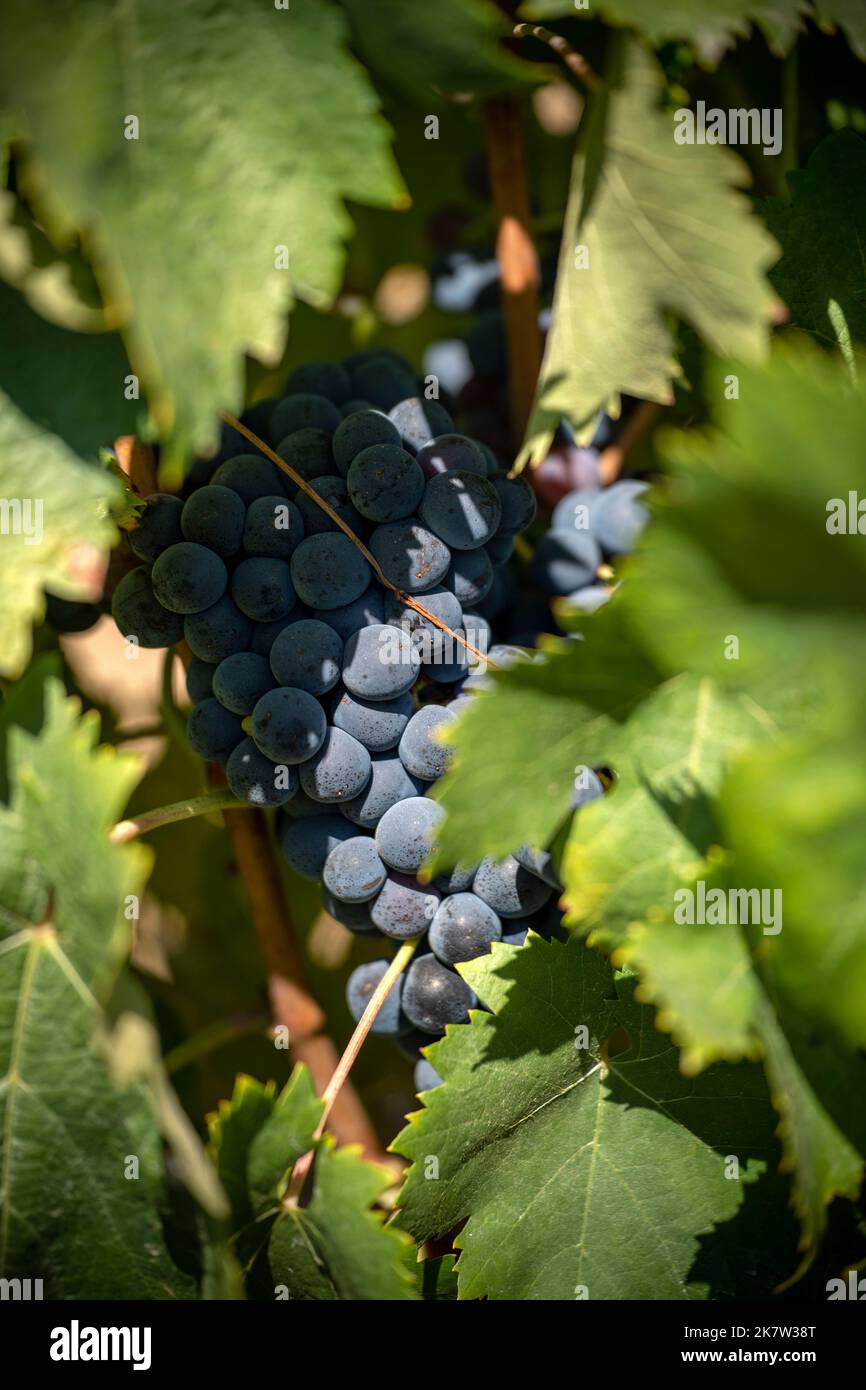 Red wine grapes growing in vineyard Stock Photo
