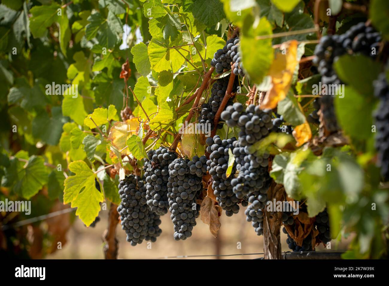Clusters of red wine grapes growing in vineyard Stock Photo
