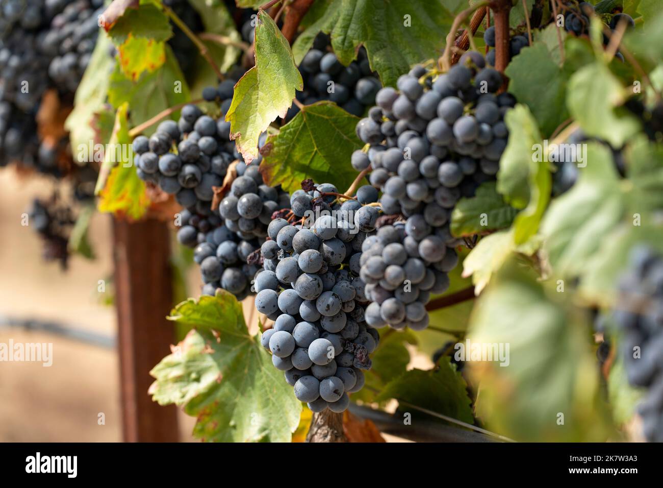 Clusters of red wine grapes growing in vineyard Stock Photo