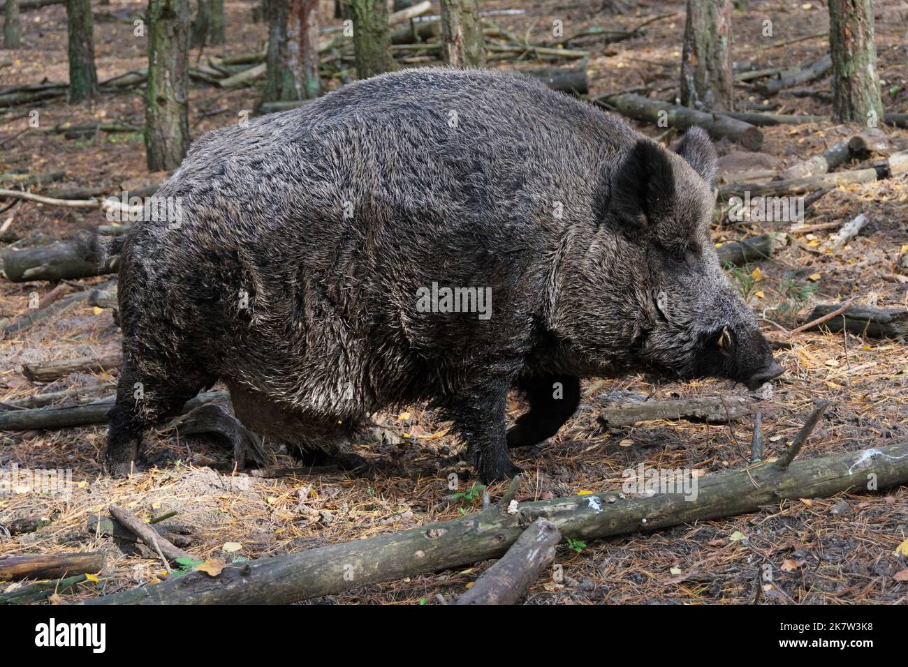 Adult wild boar in the forest Stock Photo