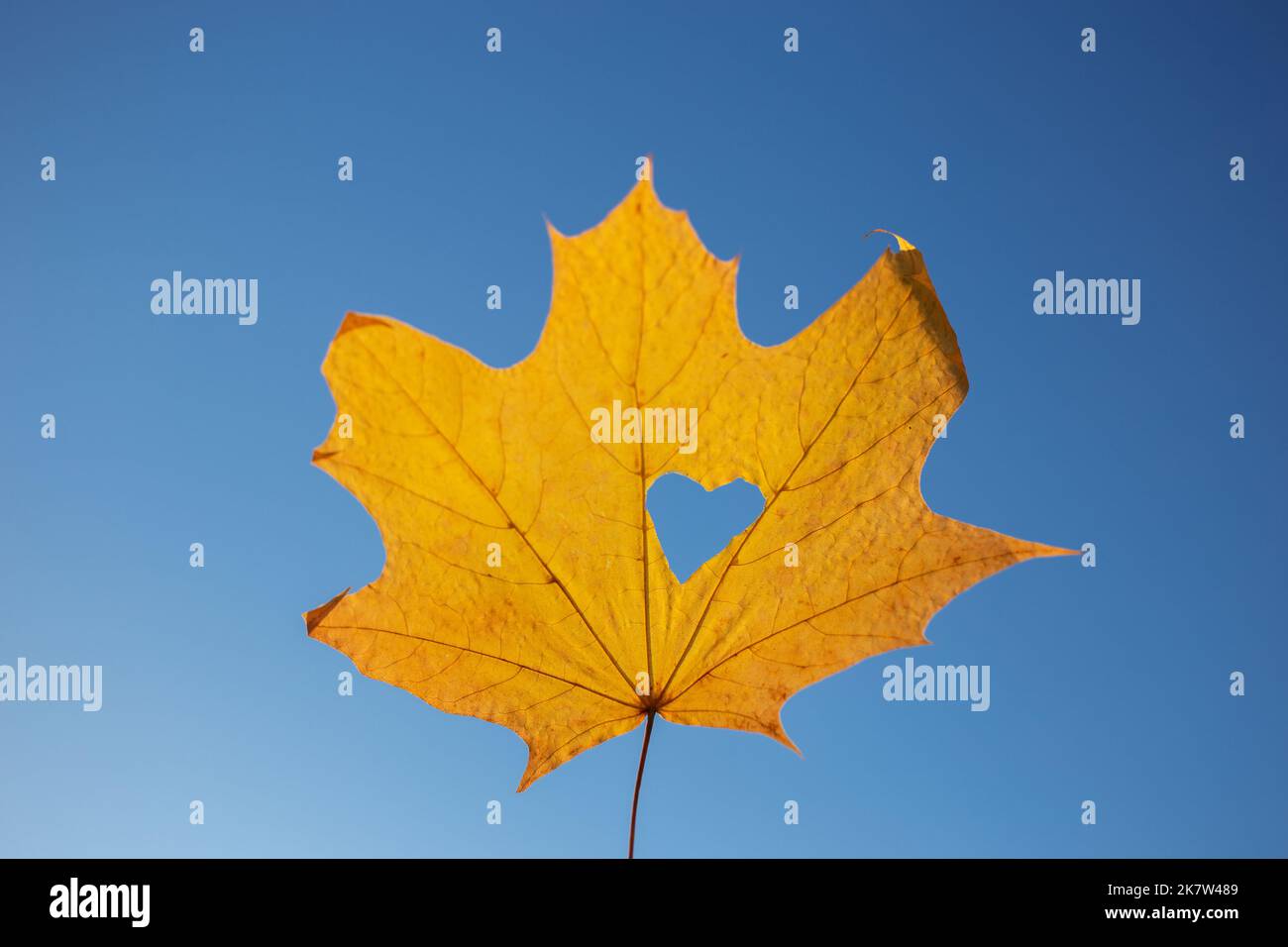 sunny yellow maple leaf with a heart cut into it against a cloudless ...