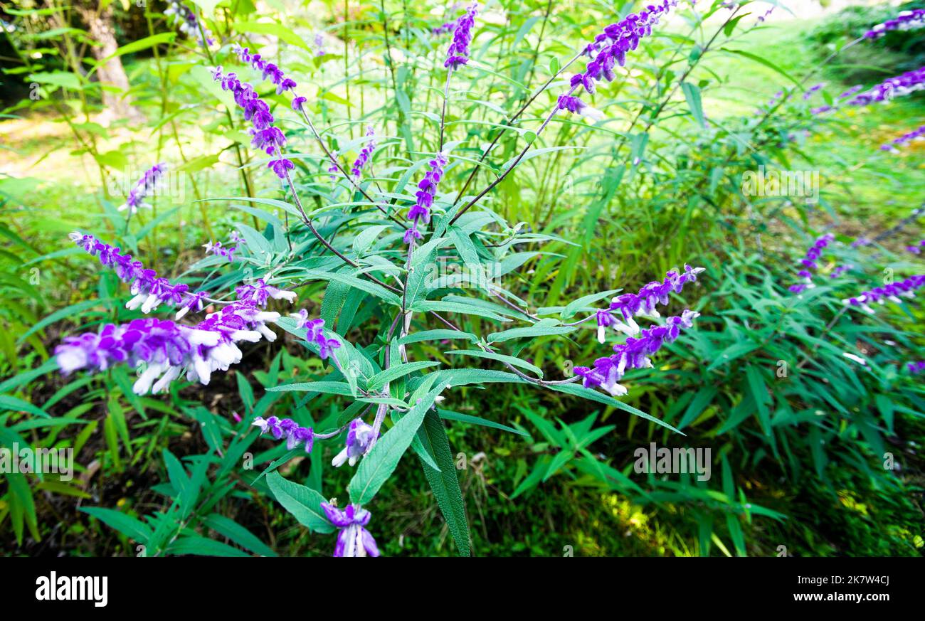 Mexican bush sage (Salvia Leucantha) blooming in the south of France Stock Photo