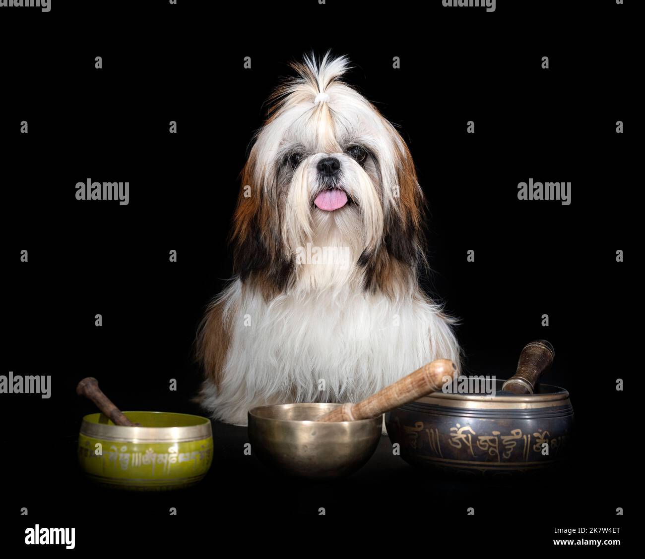 shih tzu in front of black background Stock Photo - Alamy