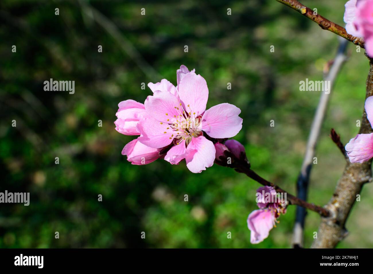 Tree branch with many large delicate pink cherry flowers in full bloom ...
